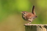 Eurasian Wren